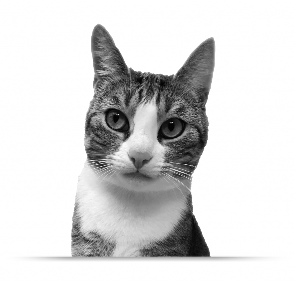 Vita und Philosophie Katze